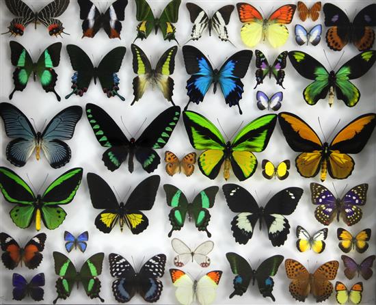Entomological Interest: Four oak framed and mounted displays of butterfly specimens, collected 1980s onwards, largest frame 51 x 61cm.